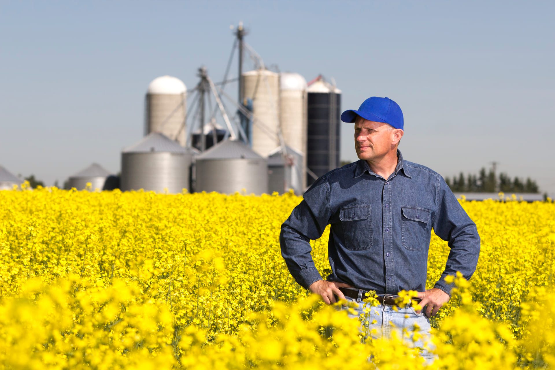 Agricultural worker standing in field of fertilizer and ammonia improved blooming crops